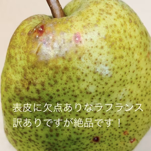 フードロスにご協力下さい‼️山形県産ラフランス【表面に欠点あり4キロ】