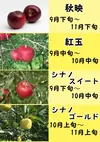 【ご家庭用3kg】シナノドルチェ 9〜12玉