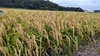 令和4年度 千葉県産 新米 特別栽培米コシヒカリ 精米5㎏×2袋より