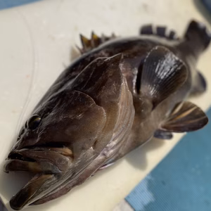 ※送料込み【松島産】天然クエ（約9.5kg）