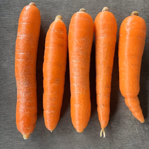 青森県産有機人参SSサイズ　【有機JAS認証】【自然農法認証】