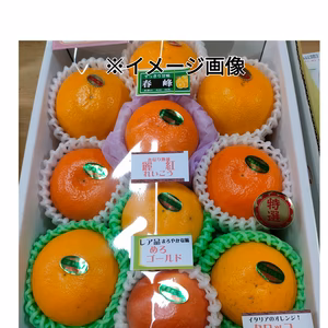プロが選ぶ❢春柑橘詰め合わせ（おまかせ豪華セット】