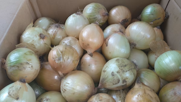 【訳あり品】鹿児島のたまねぎ【サイズ混合】