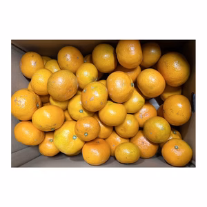 木下さんちのみかん『訳あり』