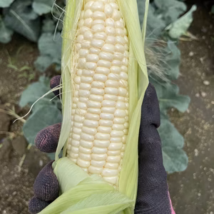 希少品種の白いとうもろこしクリスピーホワイト　生で食べたらサクサク　甘々！