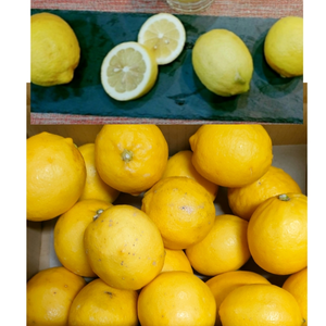 国産レモン春収穫【Aクラス訳あり】(ノーワックス　防腐剤不使用）丸ごと使えて安心