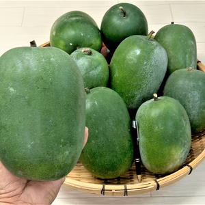 ミニ冬瓜 　栽培期間中農薬不使用