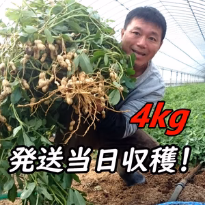 『おおまさり 生落花生 4kg』茹で落花生に最適！千葉県産のジャンボピーナッツ♪