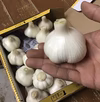 生にんにく【1kg】【1.9kg】【3kg】（大きめ）