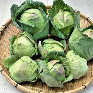 農薬不使用（無農薬）栽培　訳ありキャベツ