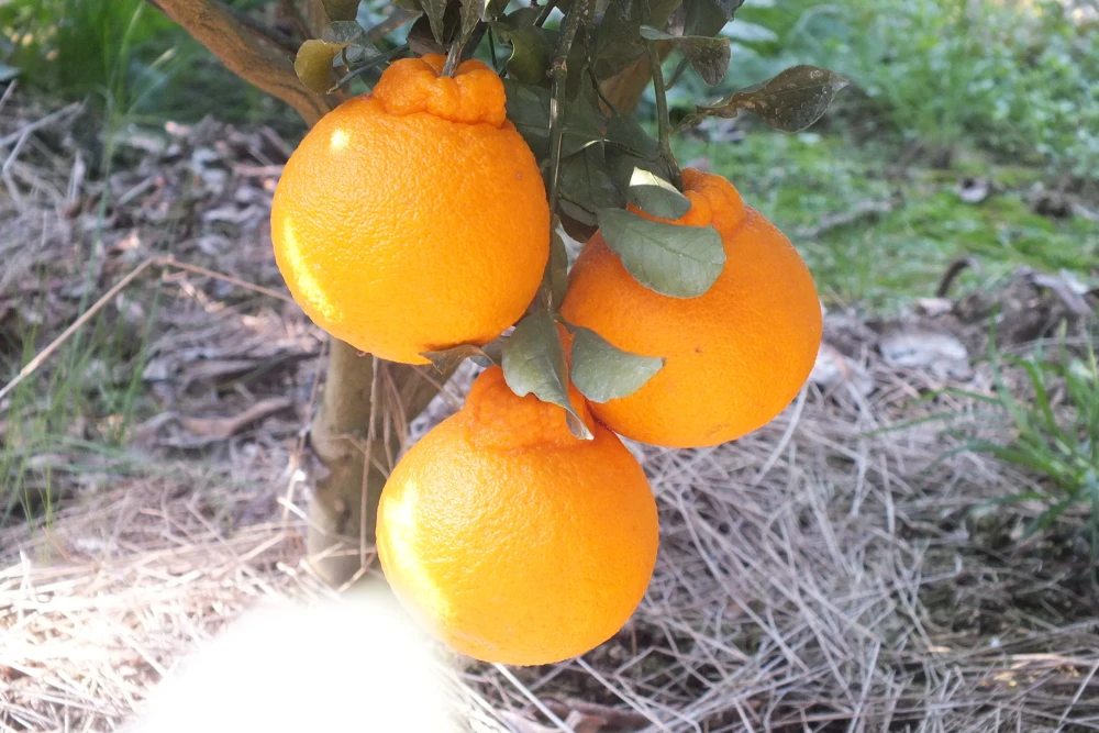 予約　糖度高すぎッ！果皮も丸ごとカブッ！と ”味香デコ” 5kg
