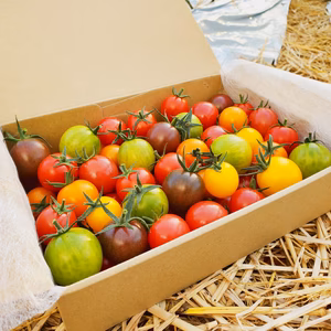 【POLDERFARM】カラフルミニトマト『Jewelry Box』