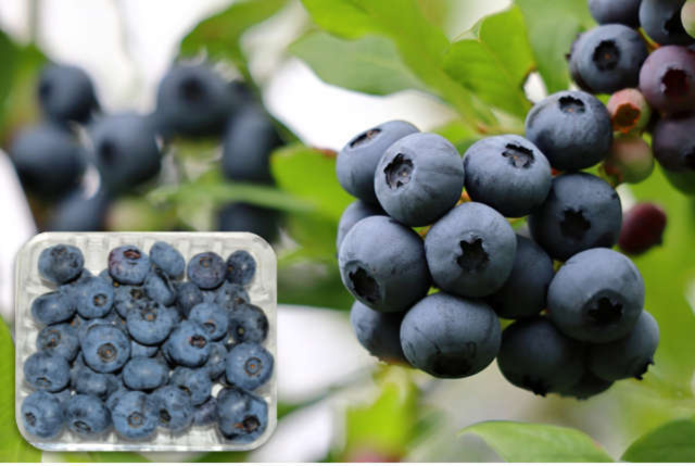 朝摘みブルーベリー　4Kg 朝摘み冷凍ブルーベリー4kg入り