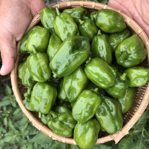 生唐辛子　品種『ハバネロ』グリーン　５００g