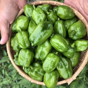 生唐辛子　品種『ハバネロ』グリーン　５００g