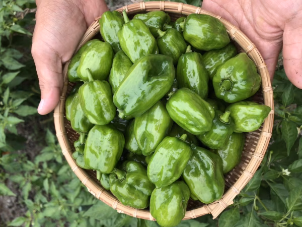 生唐辛子　品種『ハバネロ』グリーン　５００g