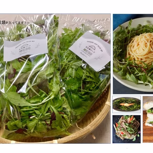 【定期便・月2回】お得な大容量！朝摘みベビーリーフ・ハーブ野菜セット(3種類)