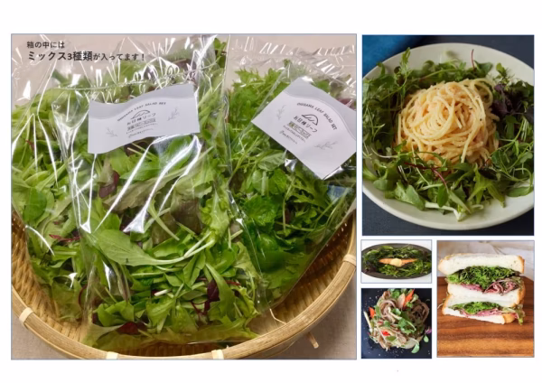 【定期便・月2回】朝摘みベビーリーフ・ハーブ野菜セット(3種類)新鮮野菜を食卓に