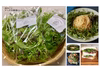 【定期便・月2回】朝摘みベビーリーフ・ハーブ野菜セット(3種類)新鮮野菜を食卓に