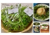 【定期便・月1回】お得な大容量！朝摘みベビーリーフ・ハーブ野菜セット(3種類)