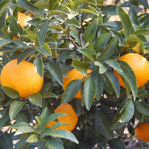 特別栽培・低農薬「甘夏」5kg