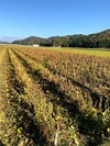 京丹後産　令和２年新豆　新丹波黒豆　無農薬栽培