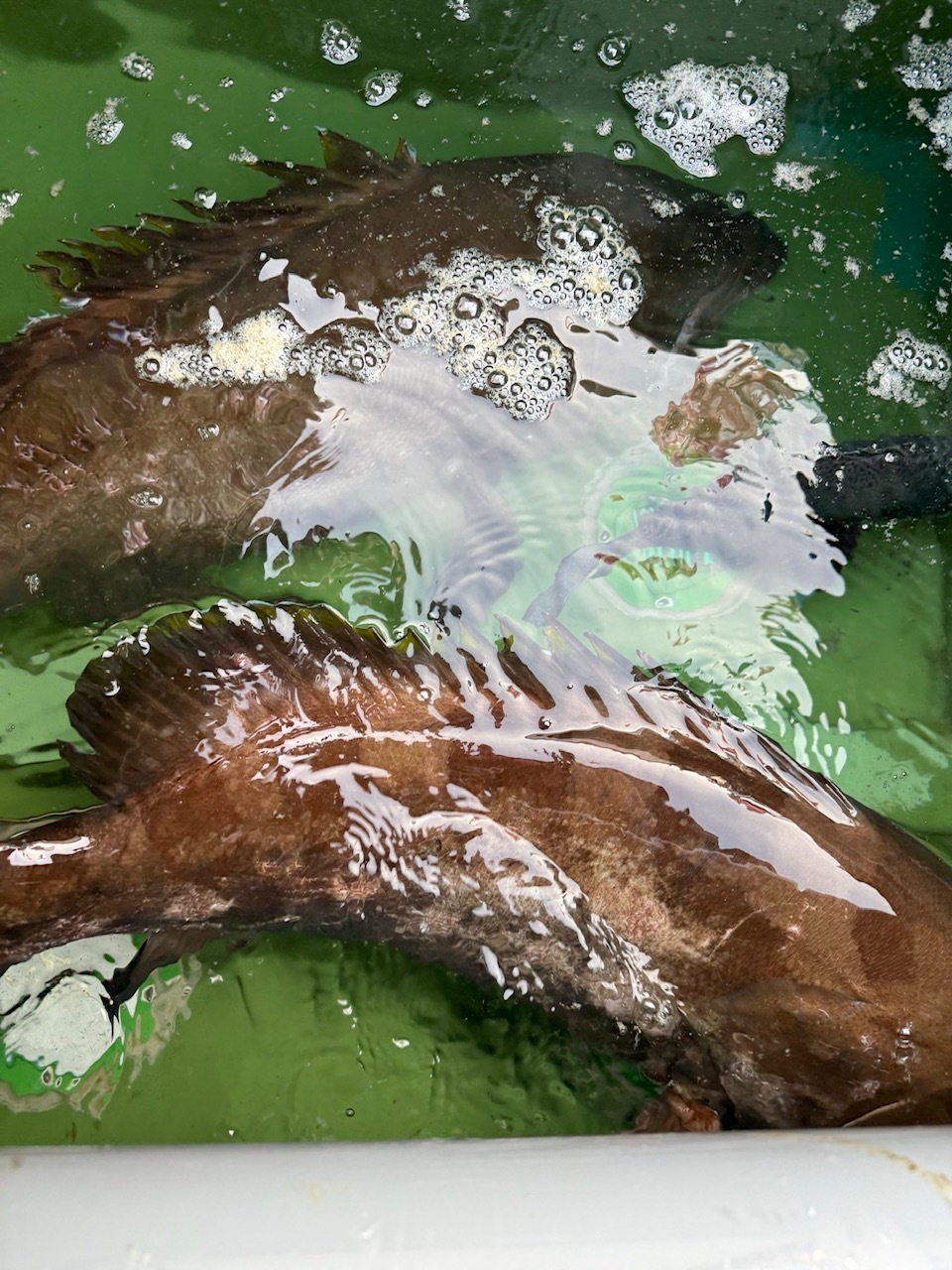 長崎県産（森のクエ）☆幻のクエ（アラ）活〆☆3kg｜クエの商品詳細