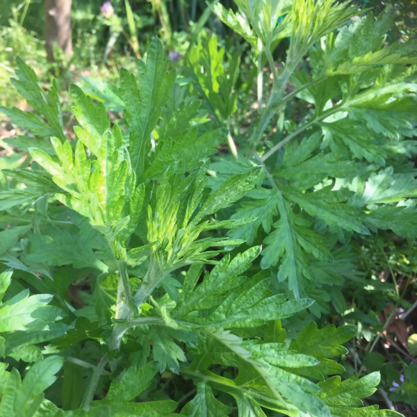 自然菜園の春のヨモギ(枝付き)【農薬不使用】200g