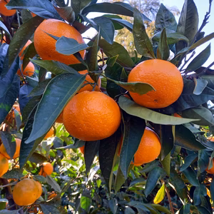 完熟小粒みかん　お子様むけでも大人も大好き小粒ミカン