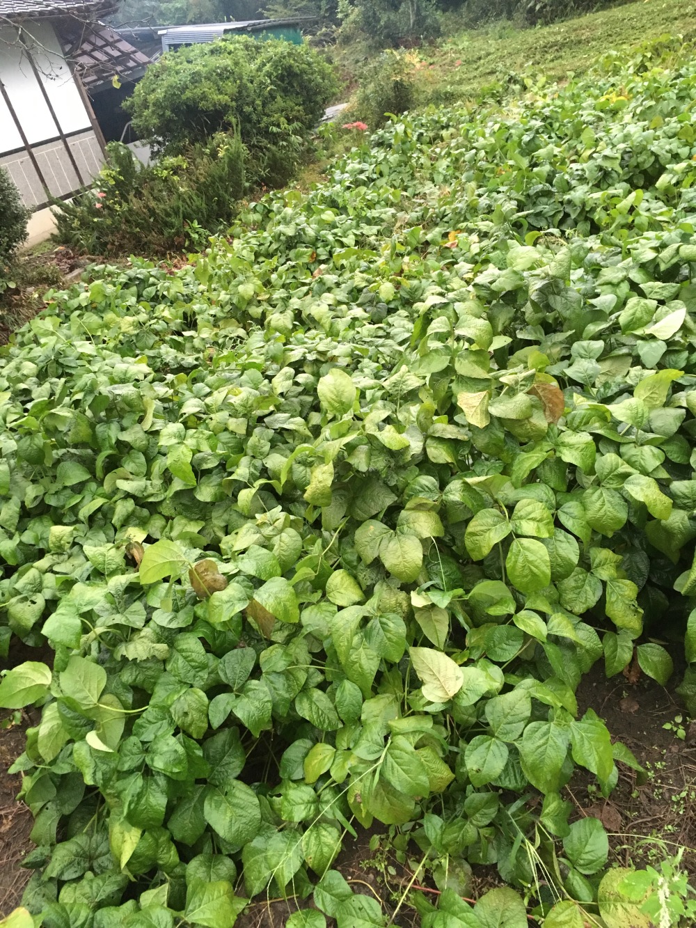 に だ 農家 えだまめ 嫁い