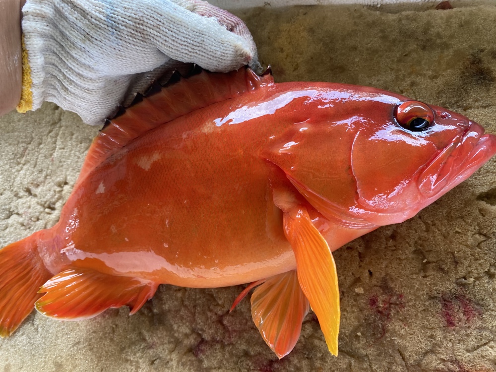高級魚アカハタ1匹で0 5k 0 6kものを2匹分 農家漁師から産地直送の通販 ポケットマルシェ