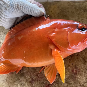 ✨✨極上アカハタ0.6kを５匹セット！！