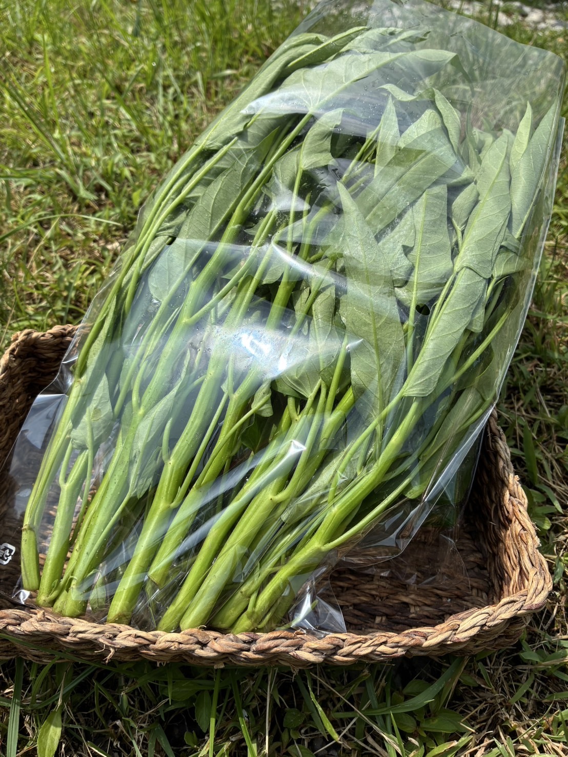 空芯菜の通販・お取り寄せ商品｜野菜｜ポケットマルシェ｜産地直送で旬