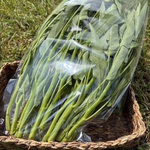 【無農薬・無化学肥料】空芯菜　京都産