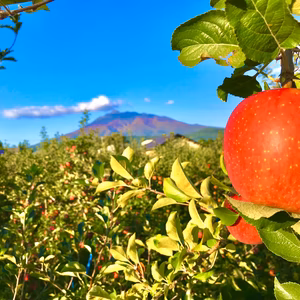 【1月末まで限定】青森の極寒の麓から直送　りんご5キロ