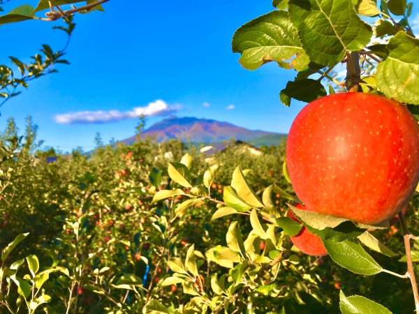 【1月末まで限定】青森の極寒の麓から直送　りんご5キロ