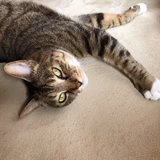 タライクラママ