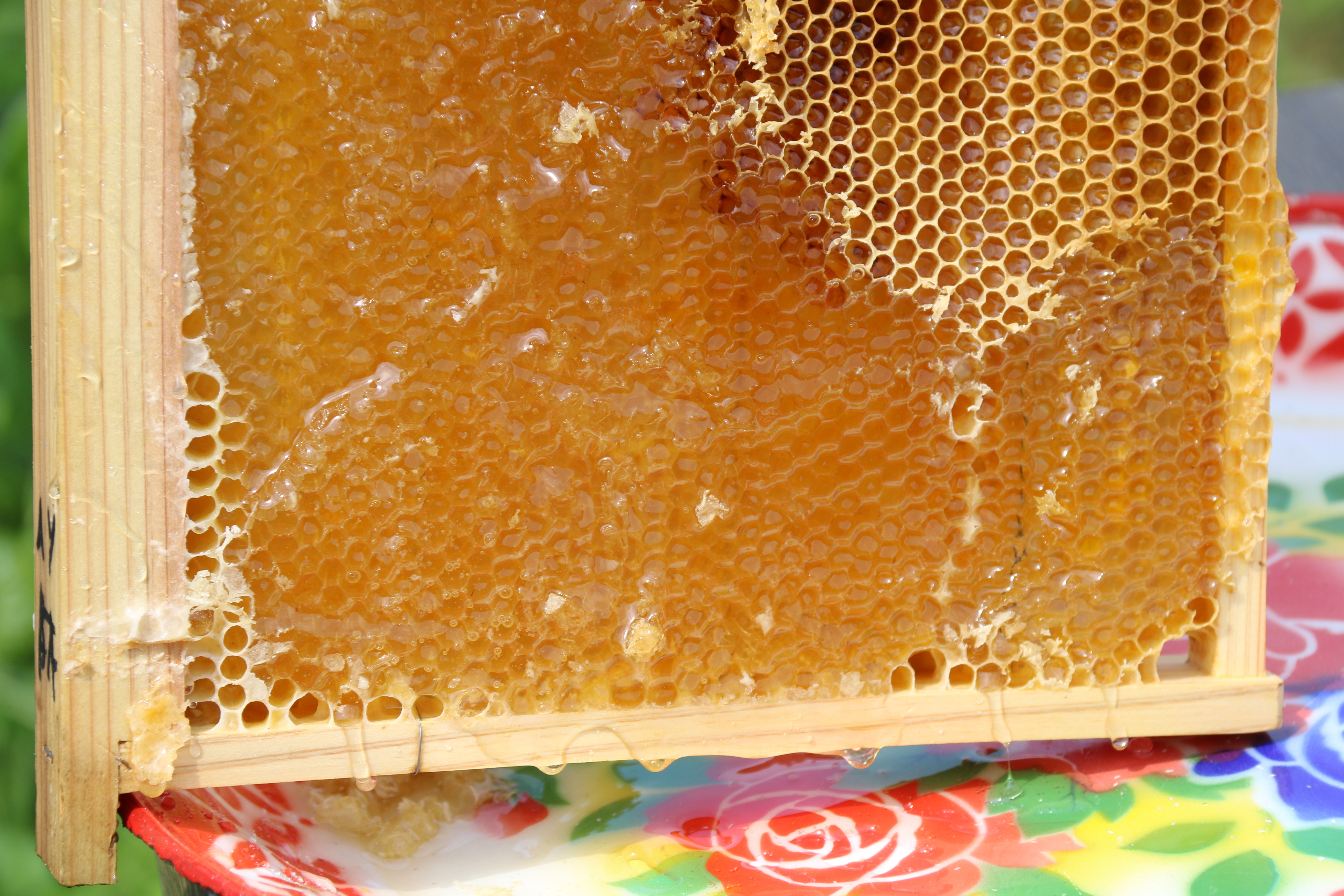 日本蜜蜂の巣蜜　2パックで830g
