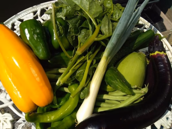 豊作還元box！廃棄はもったいないので野菜がたくさん収獲できた時だけの販売です！