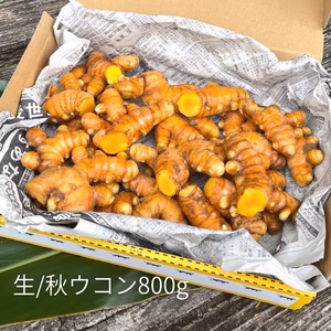 【秋ウコン生・期間限定】全国一律送料／沖縄県産／農薬・化学肥料・動物性堆肥不使用