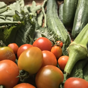 【見た目で勝負！でないお料理専用】　野趣溢れるB級野菜詰合せ