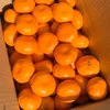 甘い!『大津みかん(四号)』5㎏  Mサイズ（１㎏あたり9-10個）