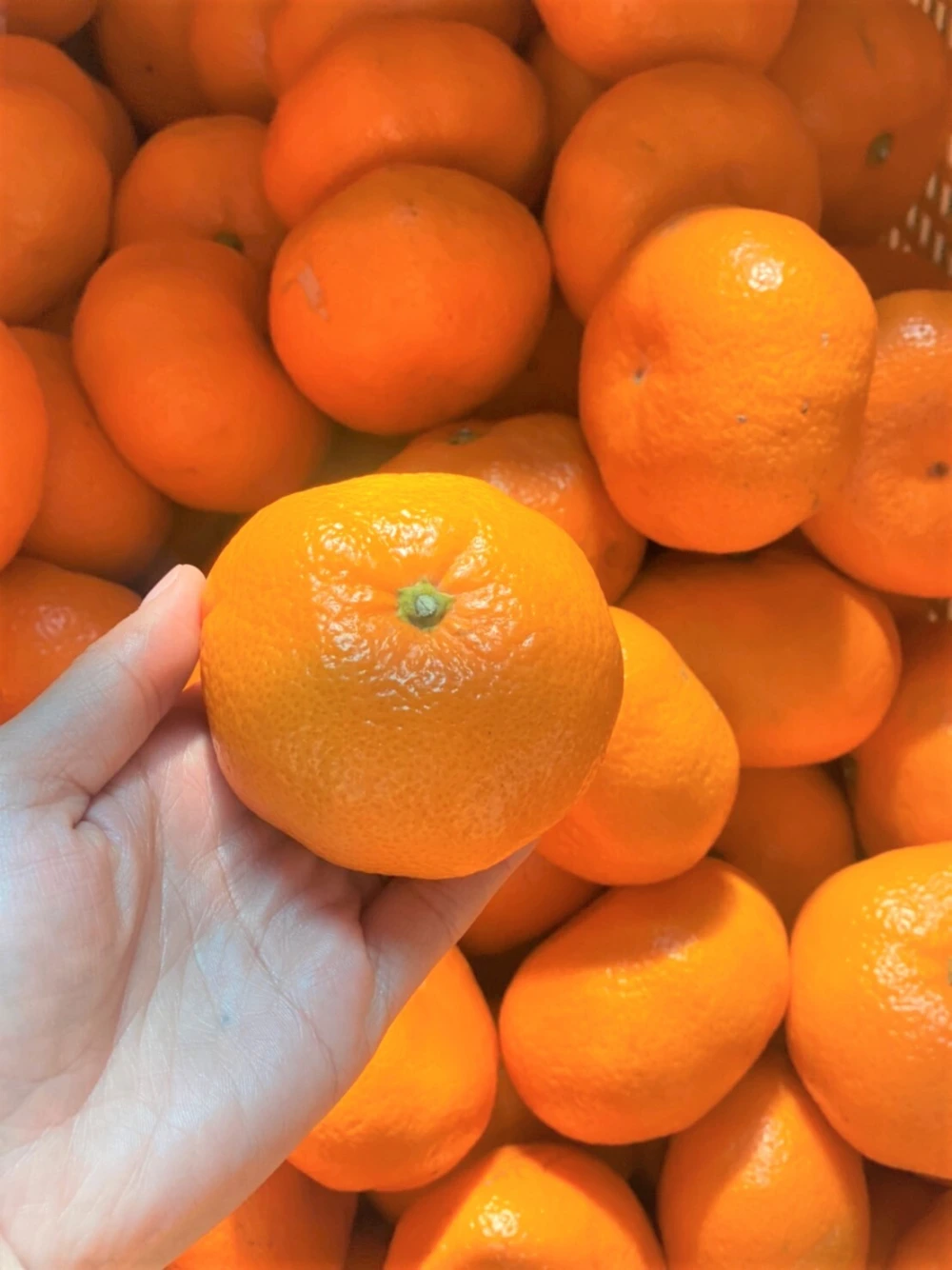 ”完熟貯蔵”ずっしり濃いコク！青島みかん★