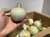 【自然栽培】新玉葱 4㎏(20個以上）