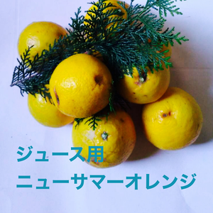 ジュース用　ニューサマーオレンジ　
