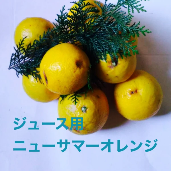 ジュース用ニューサマー オレンジ　