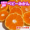 【限定タイムセール×送料無料中！】ベビーみかん 小粒4.5cm前後！和歌山有田産