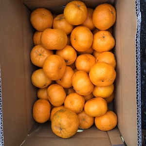 富士山が見える日当たりの畑で育てたポンカンです。4.2kg