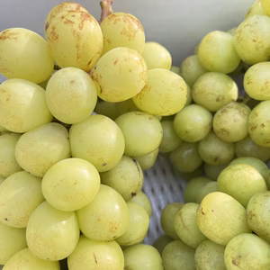 訳ありシャイン　２キロ箱に入るだけ