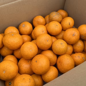 【自然栽培】みかん　南柑20号